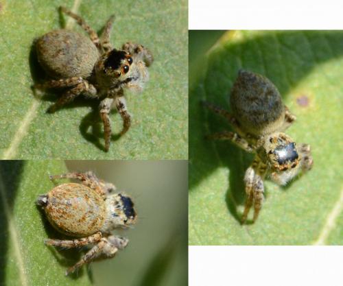 Carrhotus xanthogramma